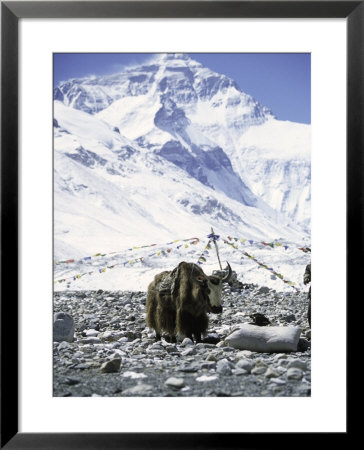 Yak In Front Of Mount Everest by Michael Brown Pricing Limited Edition Print image