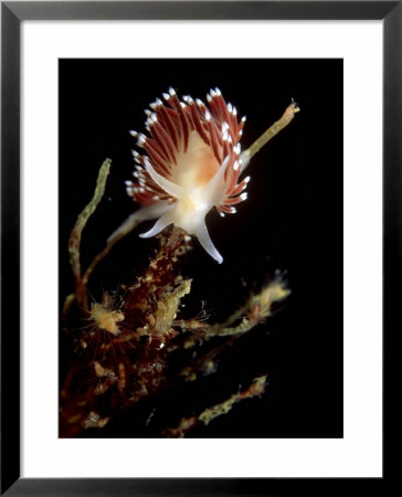 Flabellina Nudibranch, Feeding, Uk by Mark Webster Pricing Limited Edition Print image
