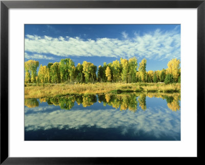 Narrowleaf Cottonwoods, Autumn Colour Change, Grand Teton National Park, Usa by Stan Osolinski Pricing Limited Edition Print image