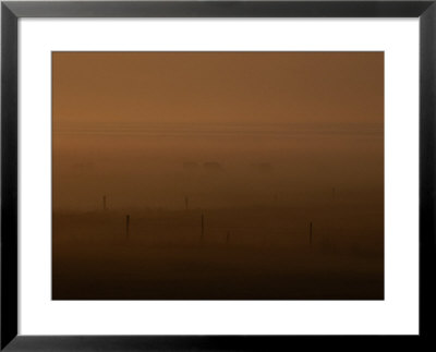 Cattle Graze In A Golden Mist by Mattias Klum Pricing Limited Edition Print image