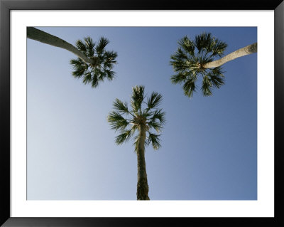 Palm Trees Photographed Against A Blue Florida Sky by Stephen St. John Pricing Limited Edition Print image
