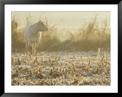 A White Cow Standing In A Harvested Cornfield by Kenneth Garrett Pricing Limited Edition Print image