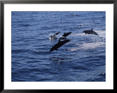 A Group Of Dolphins Leap From The Ocean Near Kona, Hawaii by Heather Perry Pricing Limited Edition Print image