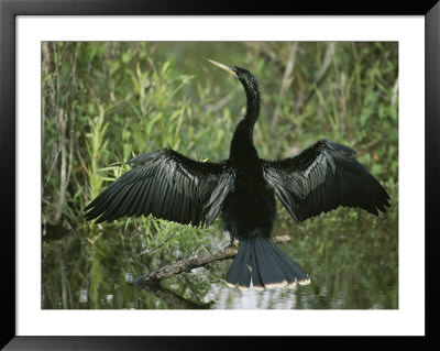 Male Anhinga Spreads Its Wings While Perched On A Tree Branch by Klaus Nigge Pricing Limited Edition Print image