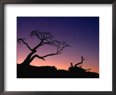 Burmis Tree At Crowsnest Pass, Canada by Rick Rudnicki Pricing Limited Edition Print image
