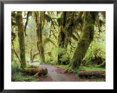 Hall Of Mosses And Trail, Big Leaf Maple Trees And Oregon Selaginella Moss, Hoh Rain Forest by Jamie & Judy Wild Pricing Limited Edition Print image