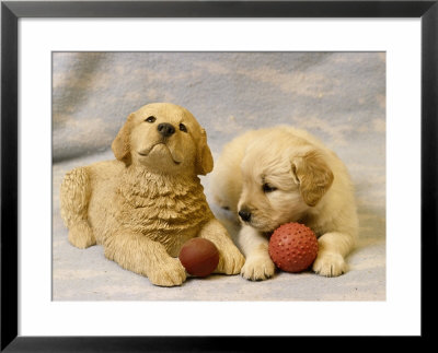 Labrador Retriever Puppies Playing With Toys by Frank Siteman Pricing Limited Edition Print image