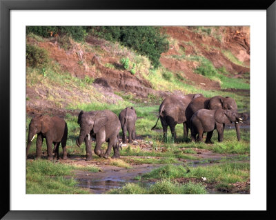 African Elephants, Tanzania by Robert Franz Pricing Limited Edition Print image