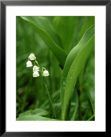 Lily-Of-The-Valley, Convallaria Majalis by Bob Gibbons Pricing Limited Edition Print image