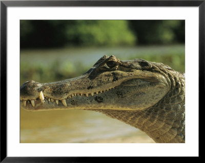 A Spectacled Caiman In Venezuela by Ed George Pricing Limited Edition Print image