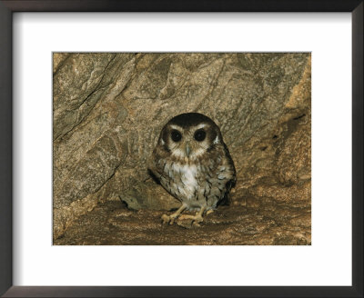 A Cuban Screech Owl, Gymnoglaux Lawrencii, Standing Against A Rock by Steve Winter Pricing Limited Edition Print image