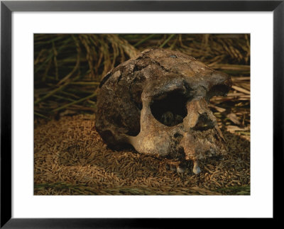 Close View Of The Fossilized Skull Of A Homo Erectus Found In Java by Kenneth Garrett Pricing Limited Edition Print image