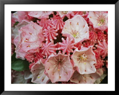 Close View Of Blossoming Mountain Laurel by Darlyne A. Murawski Pricing Limited Edition Print image