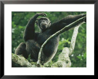 A Male Chimpanzee Dubbed Cole Lounges In The Branches Of A Tree by Michael Nichols Pricing Limited Edition Print image