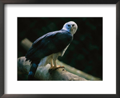 Harpy Eagle (Harpia Harpyja) by Joel Sartore Pricing Limited Edition Print image