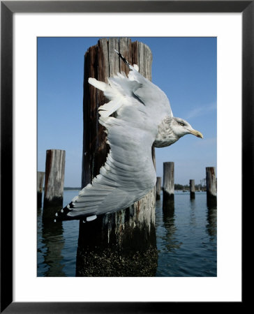 A Herring Gull Flies Among Weathered Pilings by George Grall Pricing Limited Edition Print image