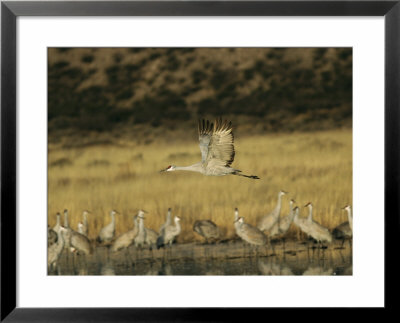 Sandhill Crane Flying Past Others Standing Around Water by Marc Moritsch Pricing Limited Edition Print image