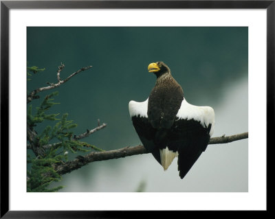 Rear View Of A Stellers Sea Eagle Perched On The Branch Of A Tree by Klaus Nigge Pricing Limited Edition Print image