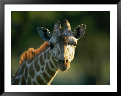 Portrait Of A Reticulated Giraffe by Joel Sartore Pricing Limited Edition Print image