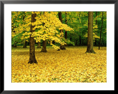 Maple Leaves And Trees In Fall Colour At Funks Grove, Il by Willard Clay Pricing Limited Edition Print image