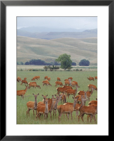 Deer Farming, Canterbury Plains, New Zealand by Bruce Clarke Pricing Limited Edition Print image