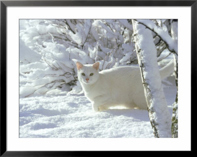White Cat, Montana by Alan And Sandy Carey Pricing Limited Edition Print image