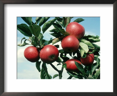 Apples, Malus Domestica, Kingston Bagpuize by Graham Wren Pricing Limited Edition Print image