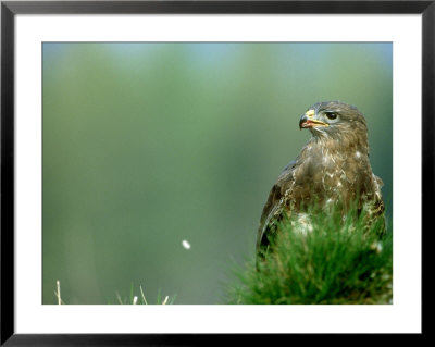Buzzard, Strathspey, Uk by Mark Hamblin Pricing Limited Edition Print image