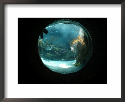 Fish In Aquarium, Mexico - Mayan Riviera by Keith Levit Pricing Limited Edition Print image