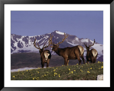 Elk Bulls In Velvet Above Timberlin by Robert Franz Pricing Limited Edition Print image
