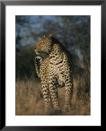 Full Grown Leopard by Kim Wolhuter Pricing Limited Edition Print image