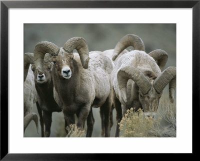 A Group Of Bighorn Sheep Rams by Tom Murphy Pricing Limited Edition Print image