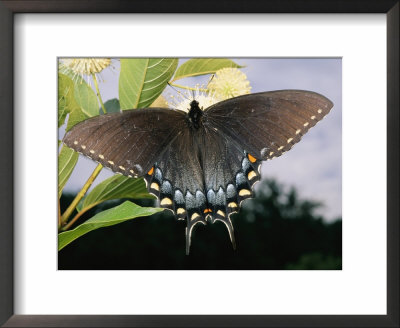 Tiger Swallowtail Butterfly Displaying Its Dark Phase by George Grall Pricing Limited Edition Print image