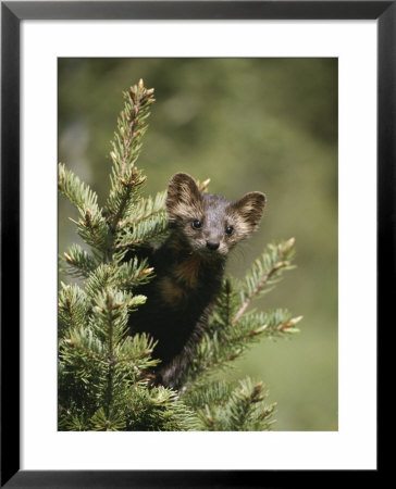 A Pine Marten (Martes Martes) Watches From The Top Of A Tree by Tom Murphy Pricing Limited Edition Print image