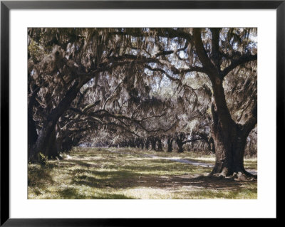 Moss Growing On Versailles Oak Trees by Joseph Baylor Roberts Pricing Limited Edition Print image