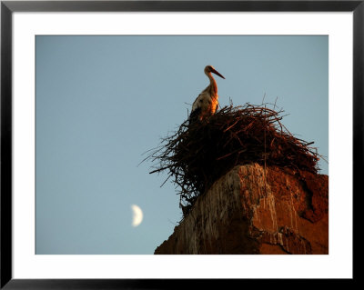 Stork On The Walls Of The Palais El Badi, Marrakesh, Morocco by Doug Mckinlay Pricing Limited Edition Print image