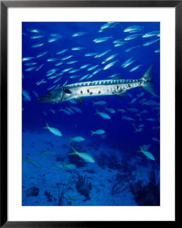 A Barracuda In Natural Habitat, Virgin Islands (Uk) by Greg Johnston Pricing Limited Edition Print image