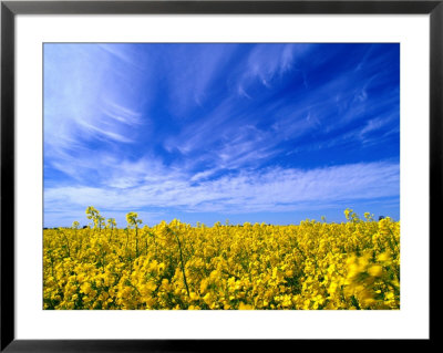 A Field Of Rape Crop, Northern Victoria, Australia by Phil Weymouth Pricing Limited Edition Print image