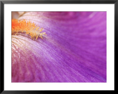 Iris Vague L'aime, Close-Up Of Purple Flower by Lynn Keddie Pricing Limited Edition Print image