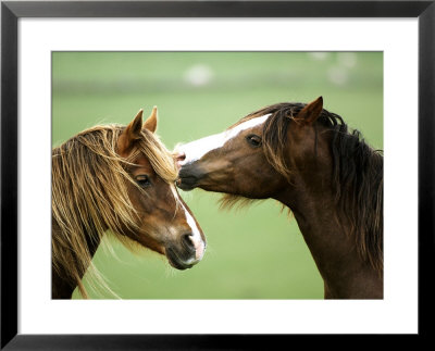 Horse, Two Grooming, Scotland by Keith Ringland Pricing Limited Edition Print image