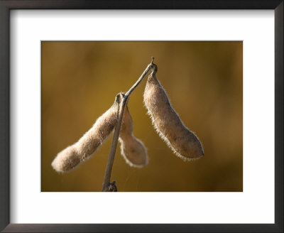 Soybeans Near Grand Island, Nebraska by Joel Sartore Pricing Limited Edition Print image