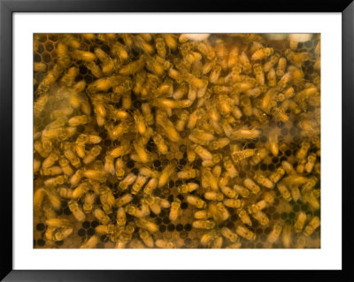 Bees Swarm Around Honeycomb At The Nebraska State Fair by Joel Sartore Pricing Limited Edition Print image