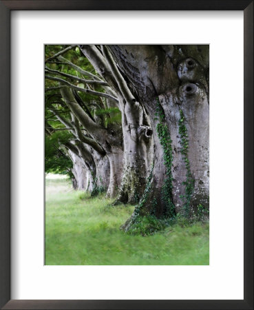 Beech Trees At Badbury Rings, Uk by David Clapp Pricing Limited Edition Print image