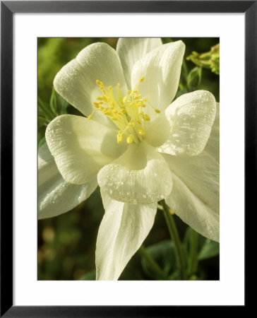 Aquilegia (Dove) Songbird Series (Columbine) by Chris Burrows Pricing Limited Edition Print image