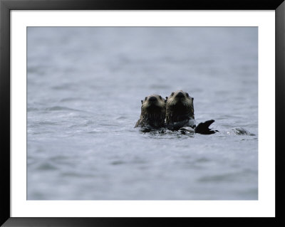 A Pair Of Sea Otters Floating In The Waters Off Adak Island by Joel Sartore Pricing Limited Edition Print image
