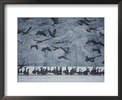 Canada Geese Gather In A Snowy Field In Tennessee by Karen Kasmauski Pricing Limited Edition Print image