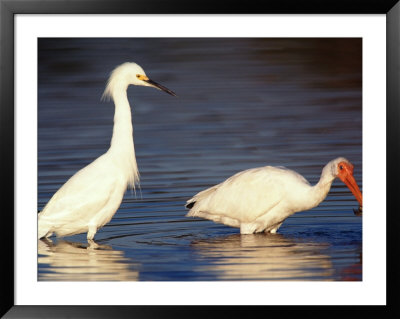 Snowy Egret And Ibis, Ding Darling National Wildlife Refuge, Florida, Usa by Charles Sleicher Pricing Limited Edition Print image