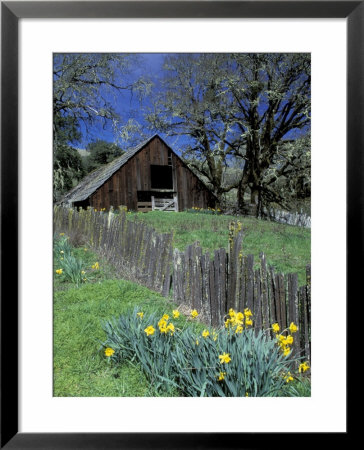 Fence, Barn And Daffodils, Northern California, Usa by Darrell Gulin Pricing Limited Edition Print image