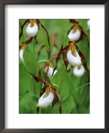 Lady Slippers In The Flathead National Forest, Montana, Usa by Chuck Haney Pricing Limited Edition Print image
