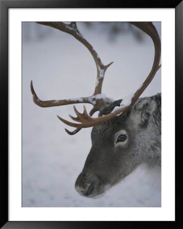 Close View Of A Caribous Head by Kenneth Garrett Pricing Limited Edition Print image
